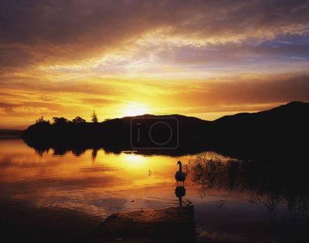 Lough Gill,Co Sligo,Ireland; Silhouette Of Swan Standing In Lake At Sunset