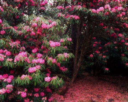 Foto de Rhododendron, Ard Na Mona Garden, Co Donegal, Irlanda - Imagen libre de derechos