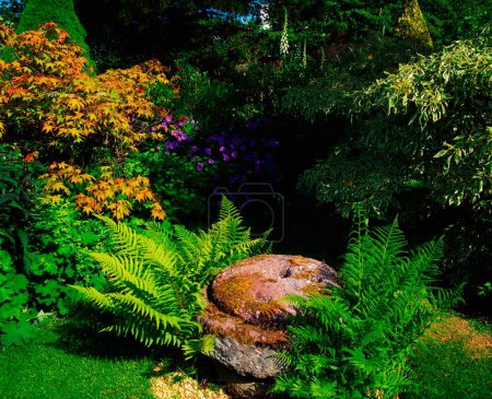 Photo for Hethersett, Co Wexford, Ireland; Mixed Planting Near Boulder Covered In Moss - Royalty Free Image