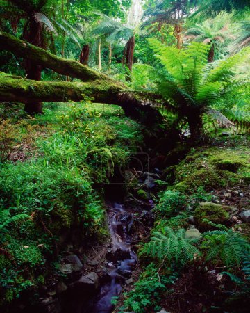 Photo for Tree Ferns, Glanleam House, Co Kerry, Ireland - Royalty Free Image