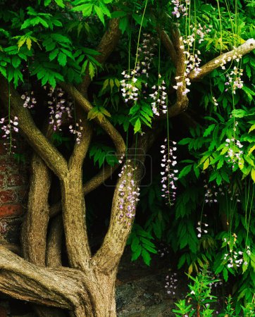 Téléchargez les photos : Wisteria arbre poussant dans le jardin - en image libre de droit