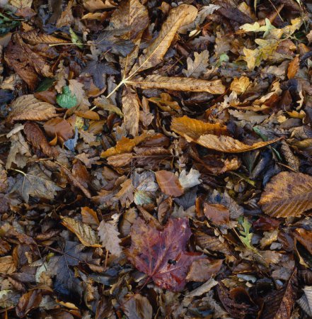 Foto de Hojas de otoño en el suelo - Imagen libre de derechos