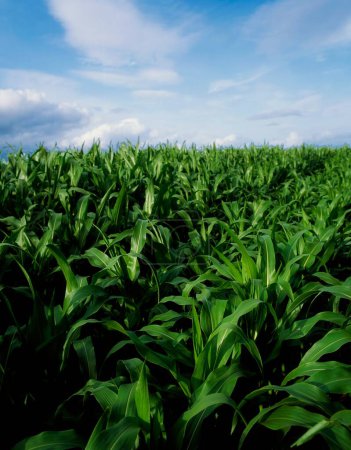 Co Tipperary, Ireland; Corn growing on the field