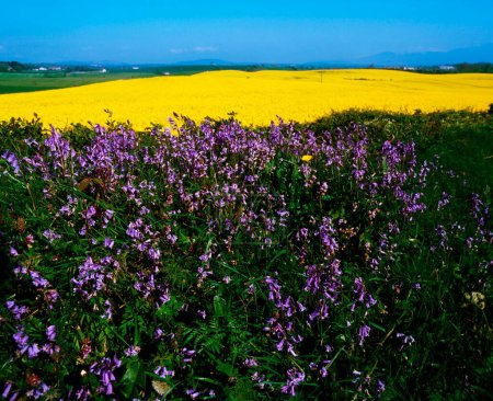Téléchargez les photos : Fleurs violettes et champ de moutarde - en image libre de droit