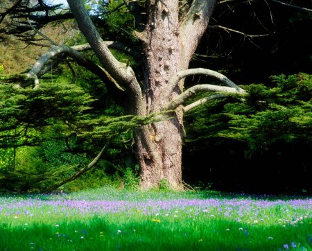 Emo Court, Co Laois, Ireland; Cedar Of Lebanon And Bluebells During Spring
