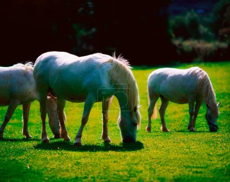 Foto de Caballos Blancos en la pradera, Irlanda - Imagen libre de derechos