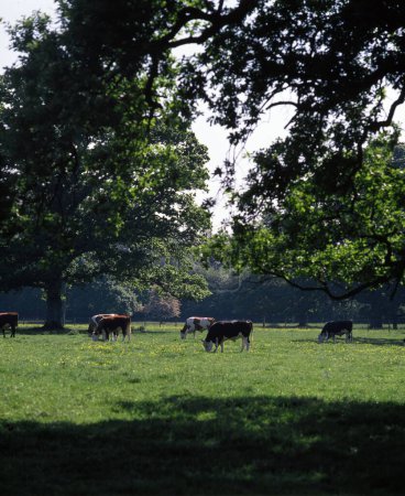 Foto de Vacas pastando en un prado - Imagen libre de derechos