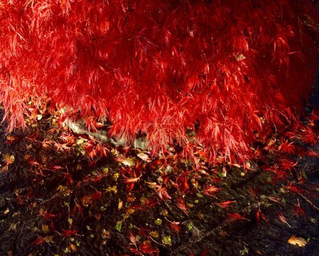 Photo for Autumn red maple leaves, fall season flora - Royalty Free Image