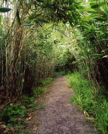 Glanleam, Co Kerry, Irlanda; Jardín de bambú durante el verano