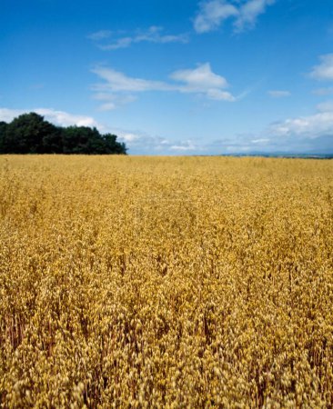 Téléchargez les photos : Champ de blé avec fond bleu ciel - en image libre de droit