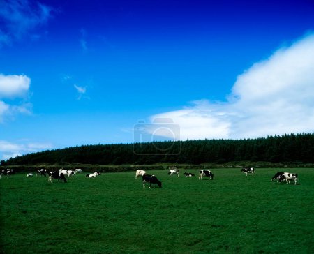 Cerca de Carrick On Suir, Co Waterford, ganado frisón