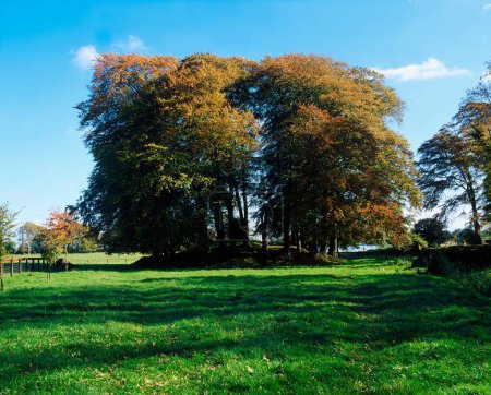 Beech Trees In Larchill Arcadian Gardens, Co Kildare, Ireland