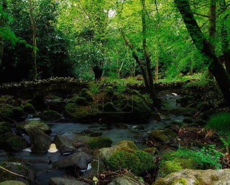 Kilfane Glen, Grafschaft Kilkenny, Irland, Woodland Walk And Stream