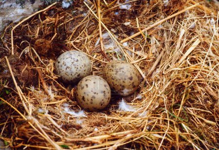 Foto de Huevos de una gaviota arenque en un nido - Imagen libre de derechos