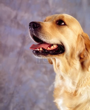 Téléchargez les photos : Portrait d'un chien golden retriever mignon - en image libre de droit