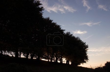 Photo for Silhouetted Trees Near Croaghaun, Co Waterford, Ireland - Royalty Free Image