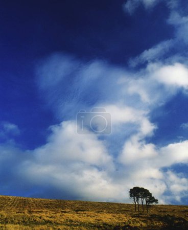 Trees In The Middle Of A Field; Sally Gap County Wicklow Ireland