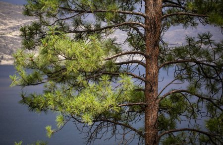 Ein immergrüner Baum im Vordergrund mit Okanagan Lake und Küste im Hintergrund, Okanagan Valley; Peachland, British Columbia, Kanada