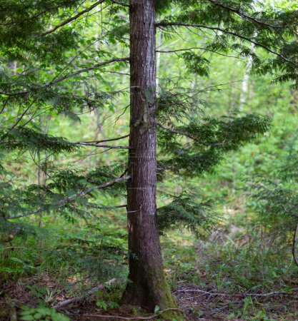 Téléchargez les photos : Gros plan d'un tronc d'arbre et d'un feuillage sur le sentier Moose le long de la rivière Skeena ; Terrace, Colombie-Britannique, Canada - en image libre de droit