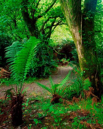 Foto de Tree Ferns, Glanleam House, Co Kerry, Irlanda - Imagen libre de derechos
