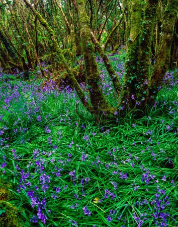 Téléchargez les photos : Taillis de noisette avec Bluebells au printemps, Ardcarrig, Co Galway, Irlande - en image libre de droit