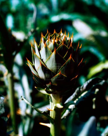 Foto de El primer plano de una flor de cactus - Imagen libre de derechos