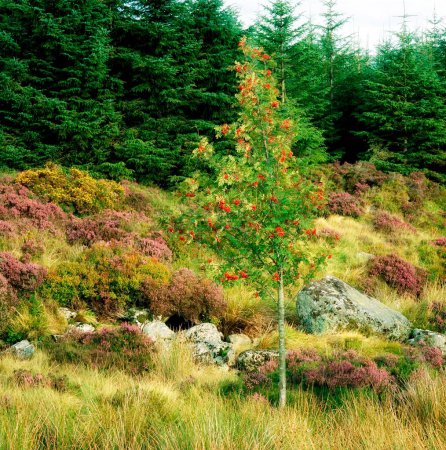 Co Wicklow, Irlanda, Los árboles en otoño