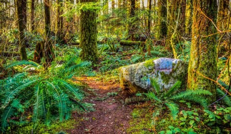 Téléchargez les photos : Green Timbers Forest with trail, ferns and moss; Surrey, British Columbia, Canada - en image libre de droit
