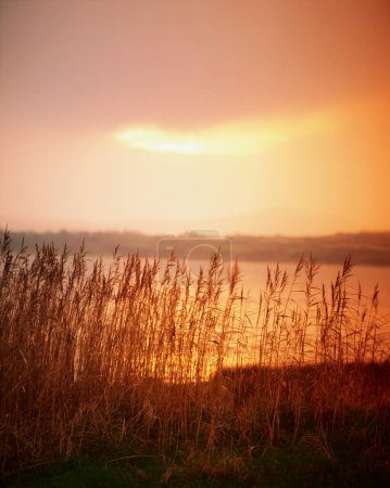 Reeds growing by the lake, sunset background