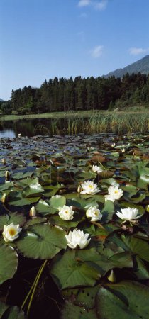 Foto de Flores de loto blanco en el estanque, Co Down, Silent Valley, las montañas Mourne - Imagen libre de derechos