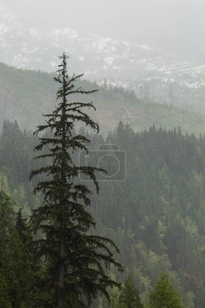 Foto de Vista de un bosque en una ladera de una montaña a lo largo de una ruta en coche desde Terrance, al este hasta Prince George en la autopista 16 (autopista de las lágrimas); Columbia Británica, Canadá - Imagen libre de derechos