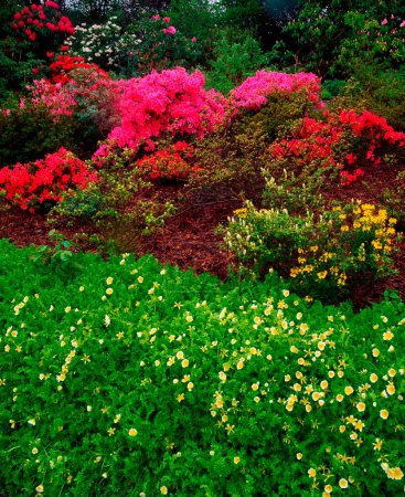 Rhododendrons & Limnanthes, Ardcarrig, Grafschaft Galway, Irland