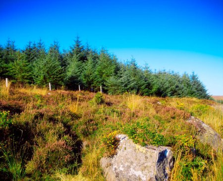 Sitka Spruce Near Sally Gapco Wicklow, Ireland, Coniferous Forest
