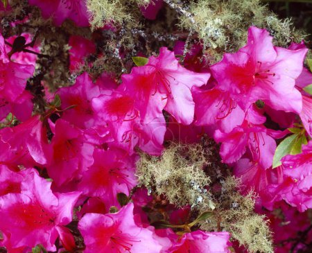 Téléchargez les photos : Valentia Island, Co Kerry, Irlande, Glanleam House, Rhododendron And Lichen - en image libre de droit