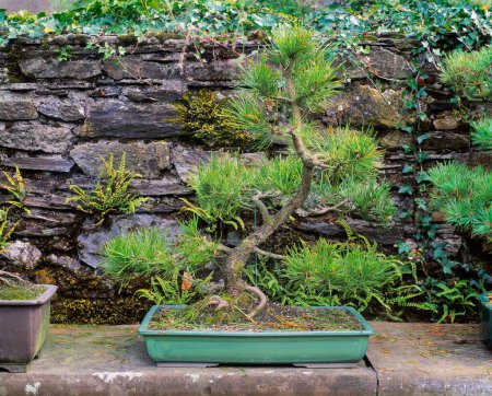 Photo for Bonsai Scots Pine, Berkeley Forest, Co Wexford, Ireland - Royalty Free Image