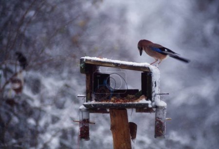 Photo for Jay, Irish Bird In Winter - Royalty Free Image