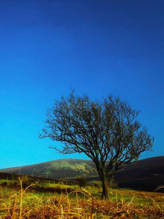 Einsamer Baum in der Mitte eines Feldes; Sally Gap County Wicklow Irland