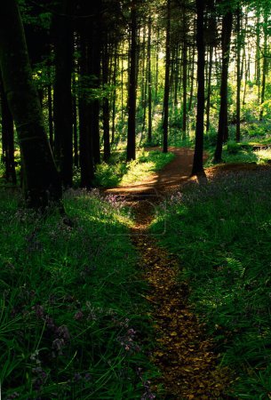 Foto de Vista del camino en Portglenone Forest, Irlanda - Imagen libre de derechos