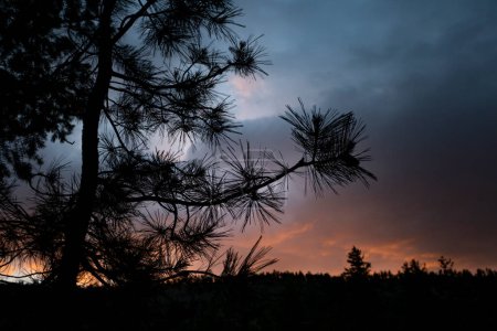 Silueta de ramas de pino contra un cielo nublado al atardecer en un paseo nocturno en Still Pond; Kelowna, Columbia Británica, Canadá