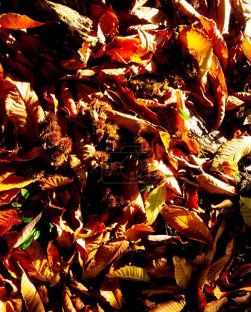 Photo for Fernhill Gardens, Co Dublin, Ireland; Fallen Chestnut Leaves During Autumn - Royalty Free Image