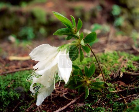 Téléchargez les photos : Lauragh, Co Kerry, Irlande, Derreen Gardens, Young Rhododendron - en image libre de droit