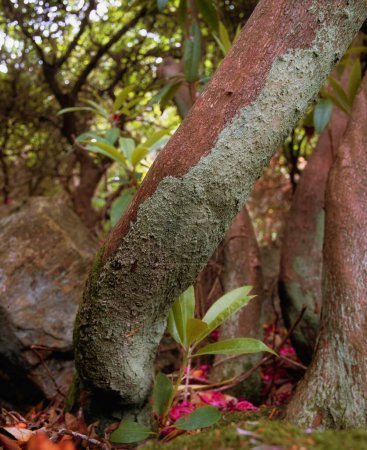 Téléchargez les photos : Lichen grandir sur les arbres - en image libre de droit