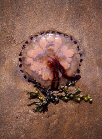 Foto de Primer plano de las medusas, la vida marina, el mundo submarino, la vida marina - Imagen libre de derechos