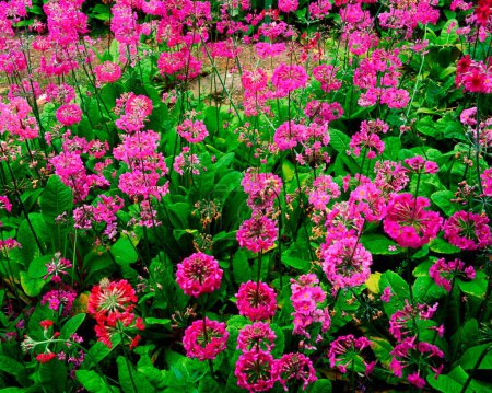 Foto de Candelabra Primula crece en el jardín - Imagen libre de derechos