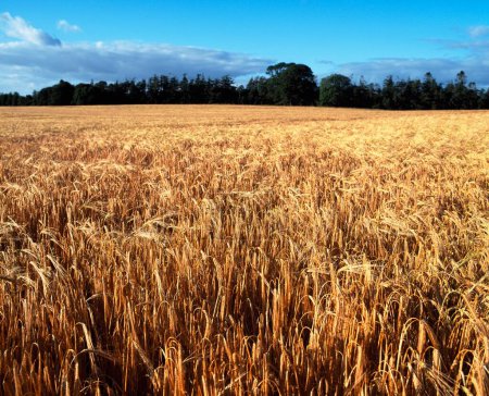 Téléchargez les photos : Champ de blé à la campagne, concept d'agriculture - en image libre de droit