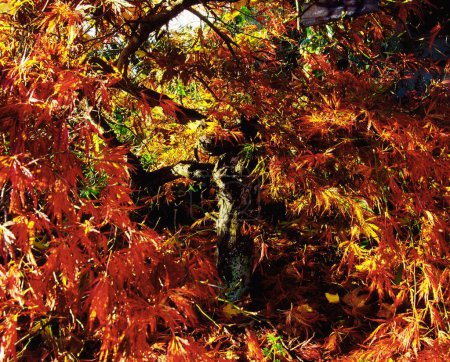 Acer im Herbst, Lakemount, Grafschaft Cork, Irland