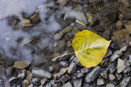 Foto de Hoja vuelta a los colores de otoño flota en aguas poco profundas sobre rocas; Lago Cultus, Columbia Británica, Canadá - Imagen libre de derechos
