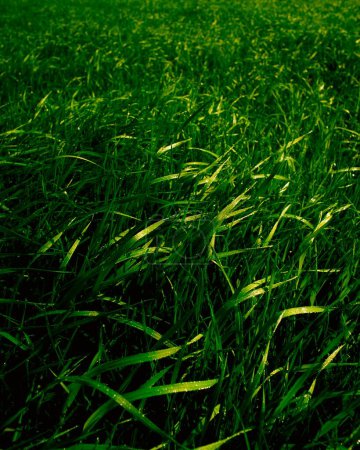Foto de Campo de hierba verde, flora y naturaleza - Imagen libre de derechos