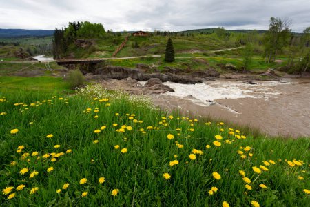 Foto de Escena en el campo con pasarela sobre el agua fangosa del río y campos verdes con dientes de león a lo largo de una ruta en coche desde Terrance, al este hasta Prince George en la autopista 16 (autopista de las lágrimas); Columbia Británica, Canadá - Imagen libre de derechos