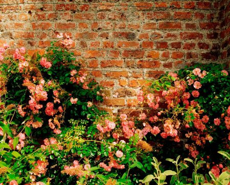 Ardgillan Demesne, Balbriggan, Co Dublin, Irlanda; Rosas escalando en el jardín amurallado